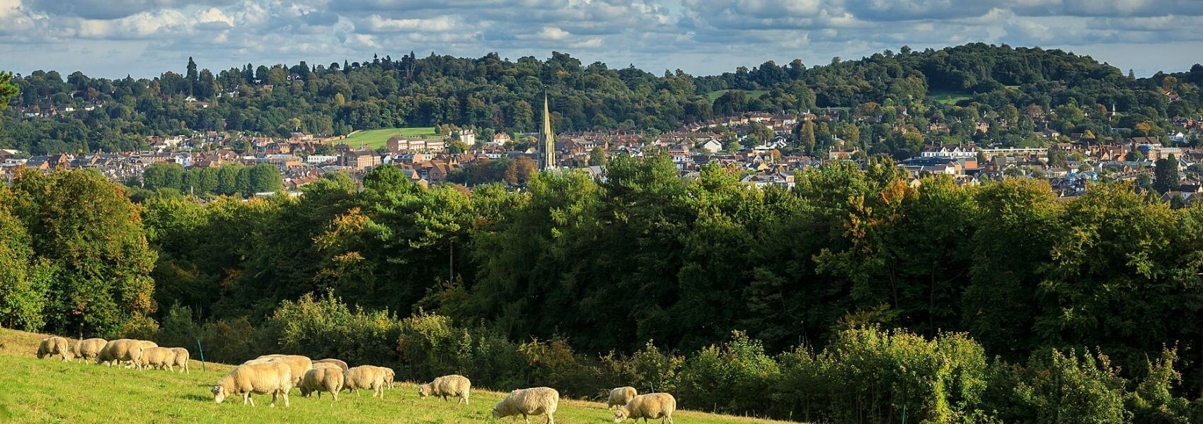 Dorking View with Sheep