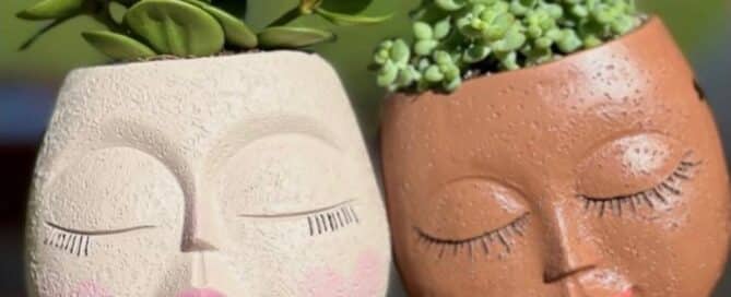 Decorative plant pots with succulents representing a plant-based market in Dorking, Surrey