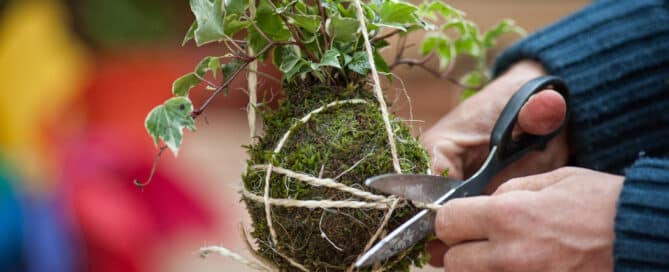 Herbal kokedama workshop at The Historical Herbologist in Dorking, Surrey.